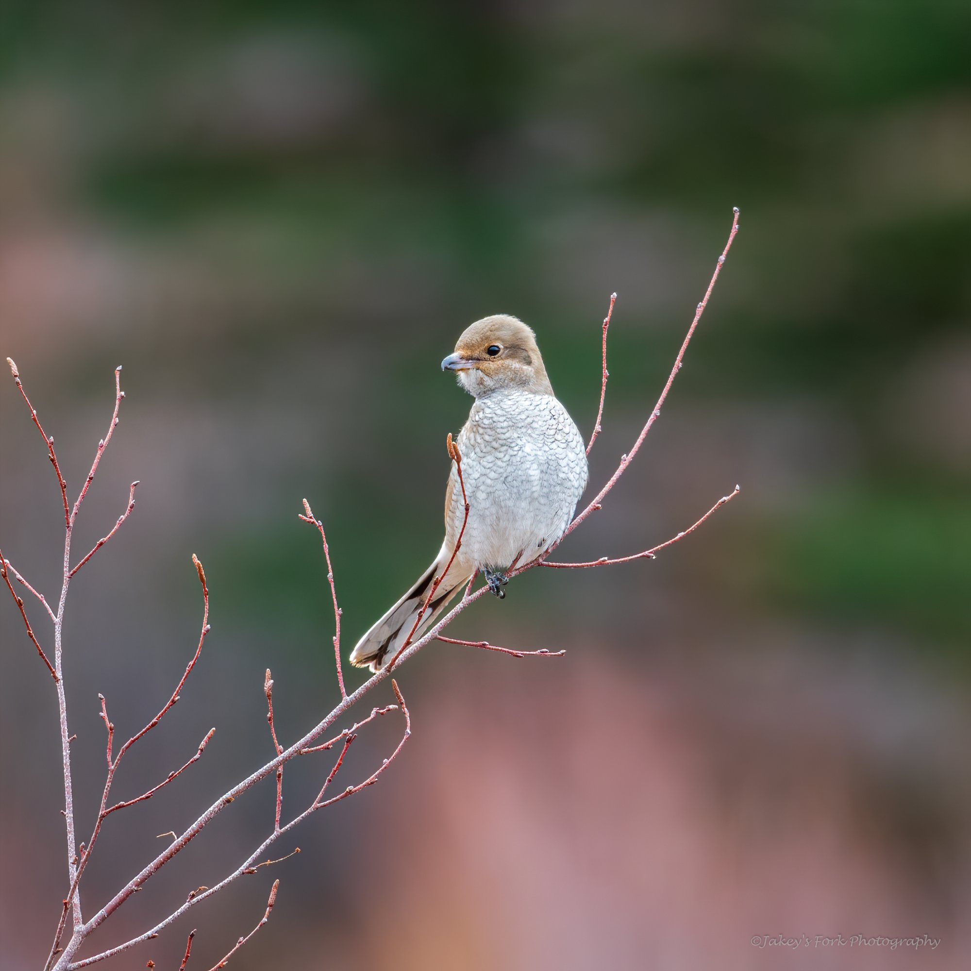 Northern Shrike.jpg