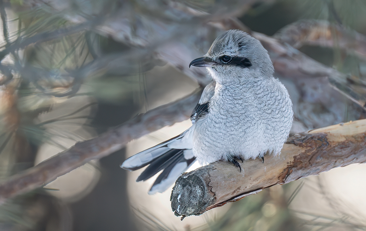 Northern Shrike on redpine in BY 1275.jpg