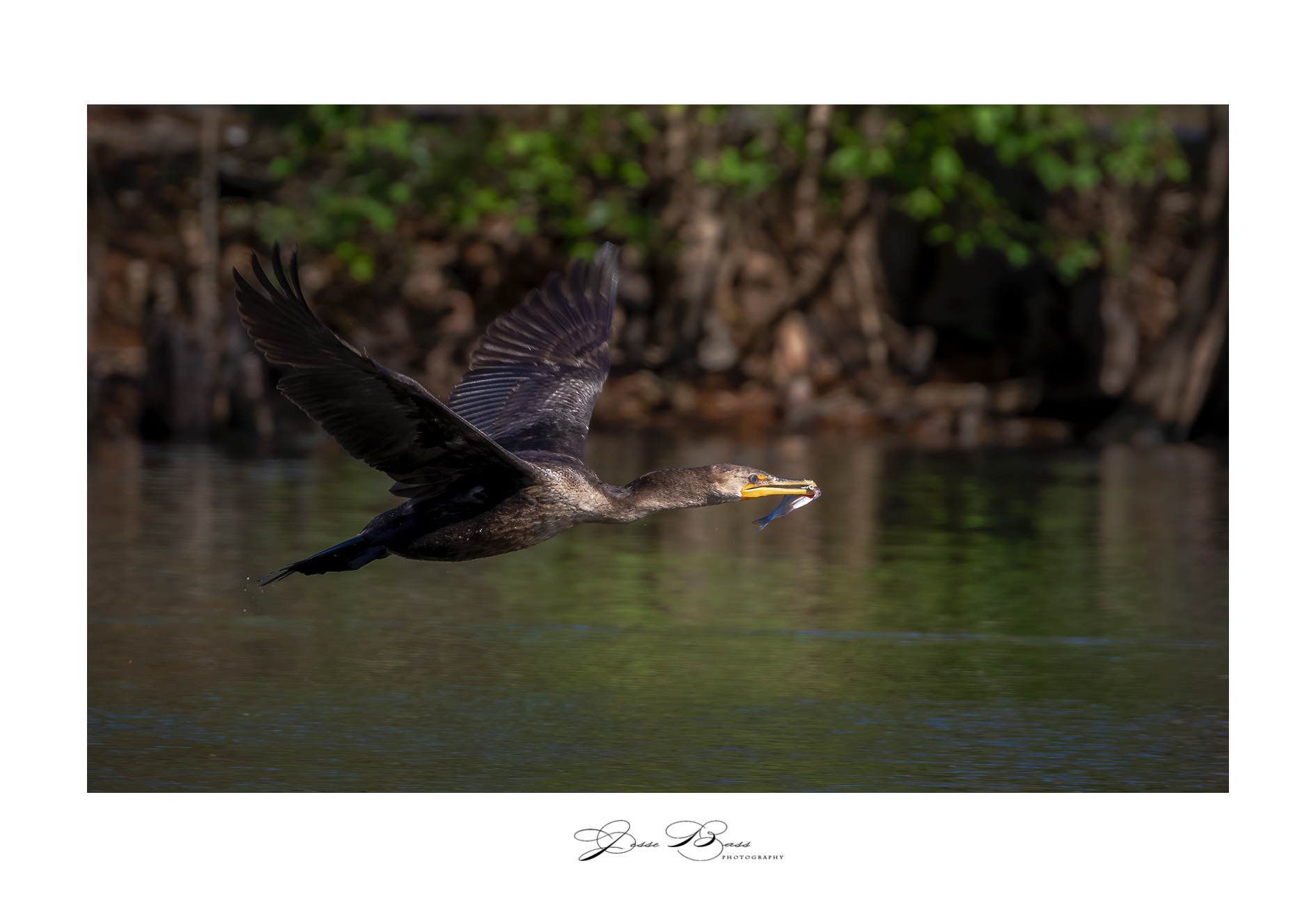 november32020_stumpylake_cormorant3_web_6695.jpg