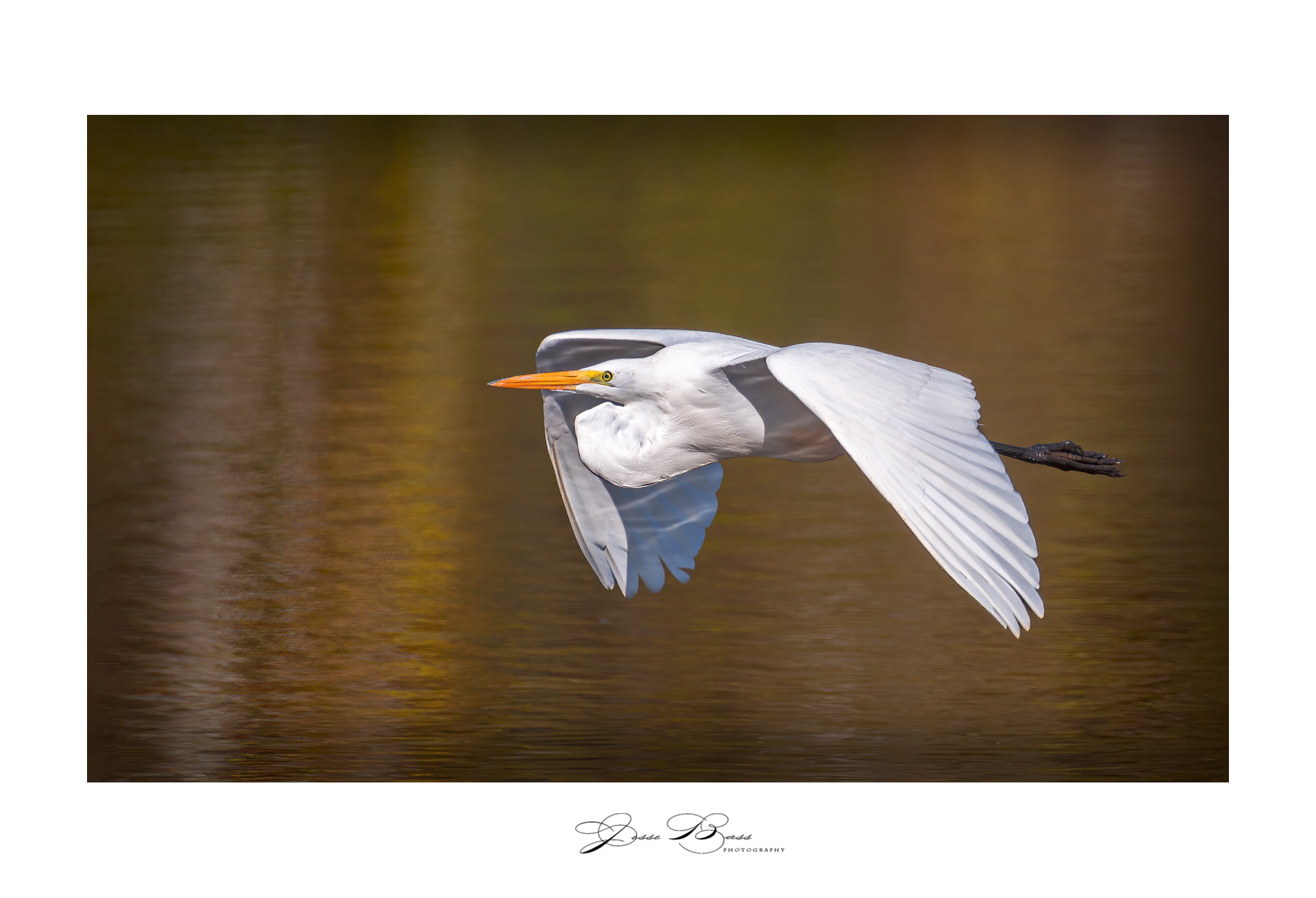 november32020_stumpylake_egret2_web_6642.jpg