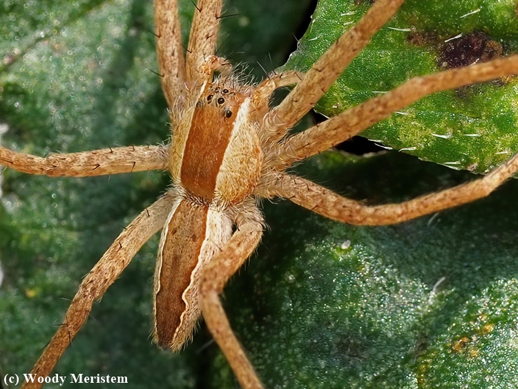 Nursery Web Spider.JPG