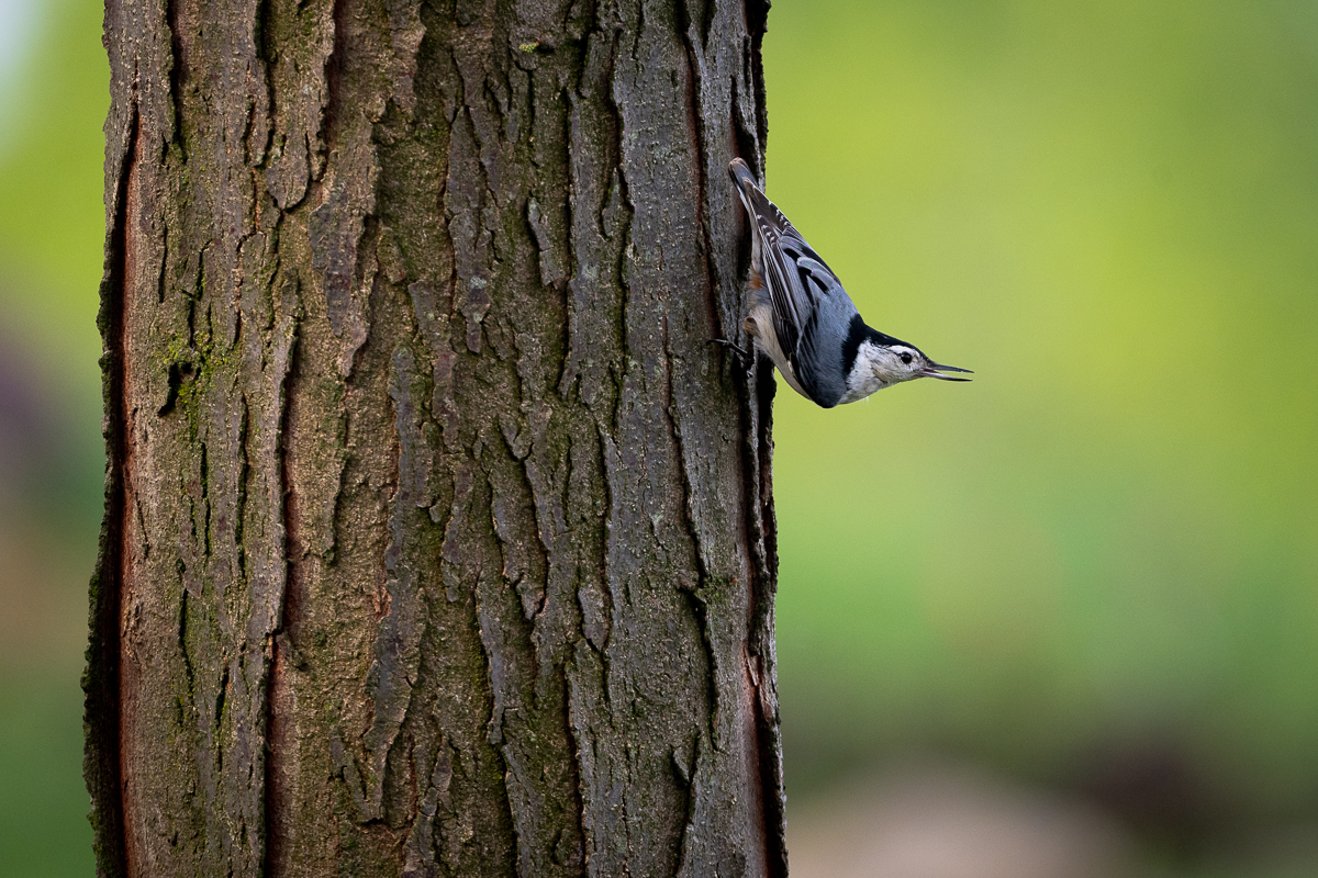 Nuthatch with full trunk.jpg