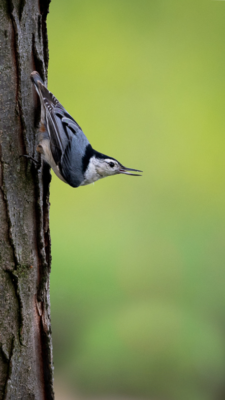 Nuthatch with full trunk.jpg