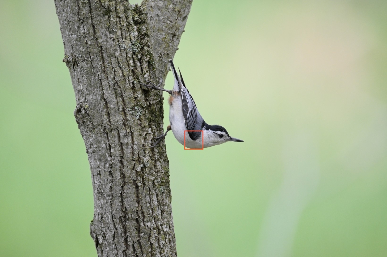 Nuthatch0000.jpg