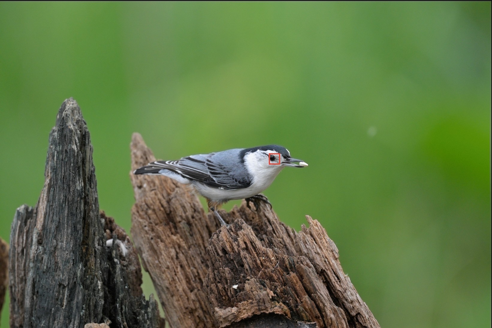 Nuthatch0001.jpg