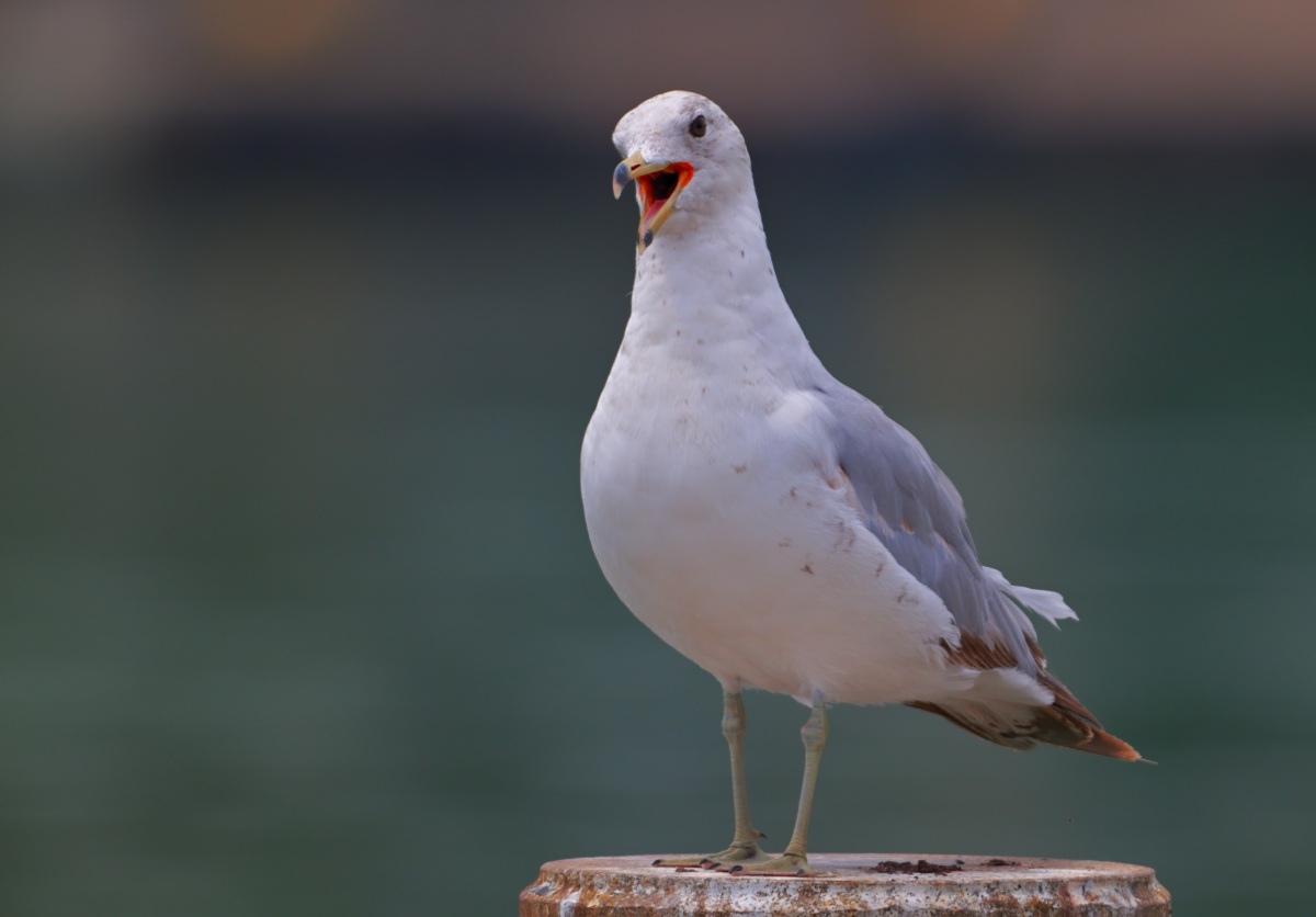 NZ8_0193__Ring Billed Gull.JPG