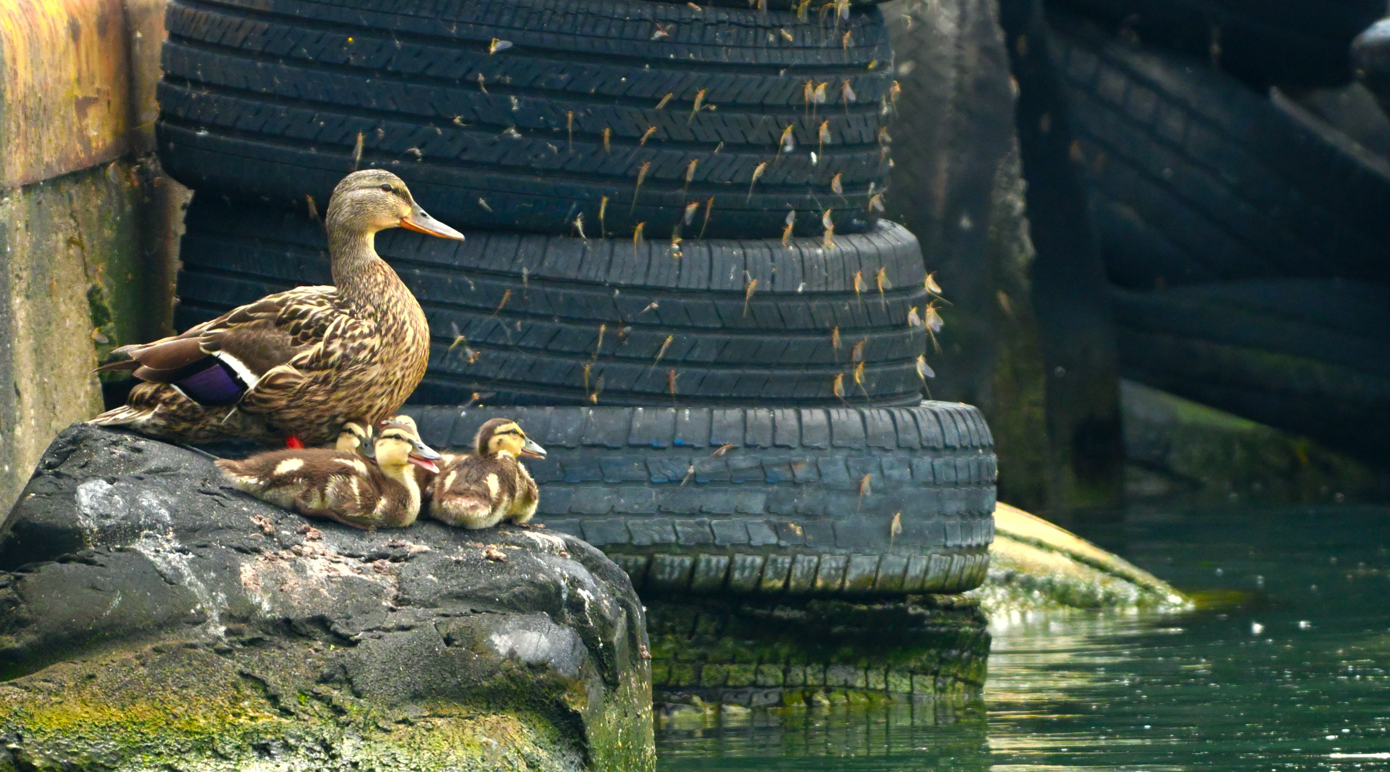 NZ8_0202_002_Mallard and The Kidlets.JPG