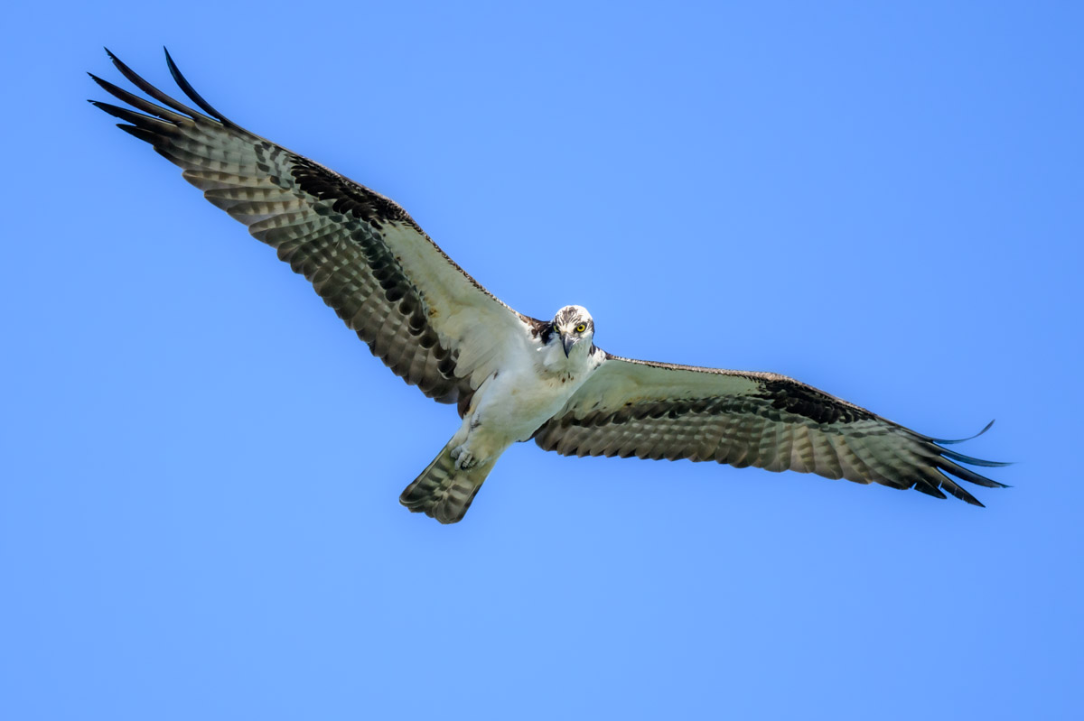 A few bird-in-flight photos from Florida, Fellsmere Recreation Area and ...