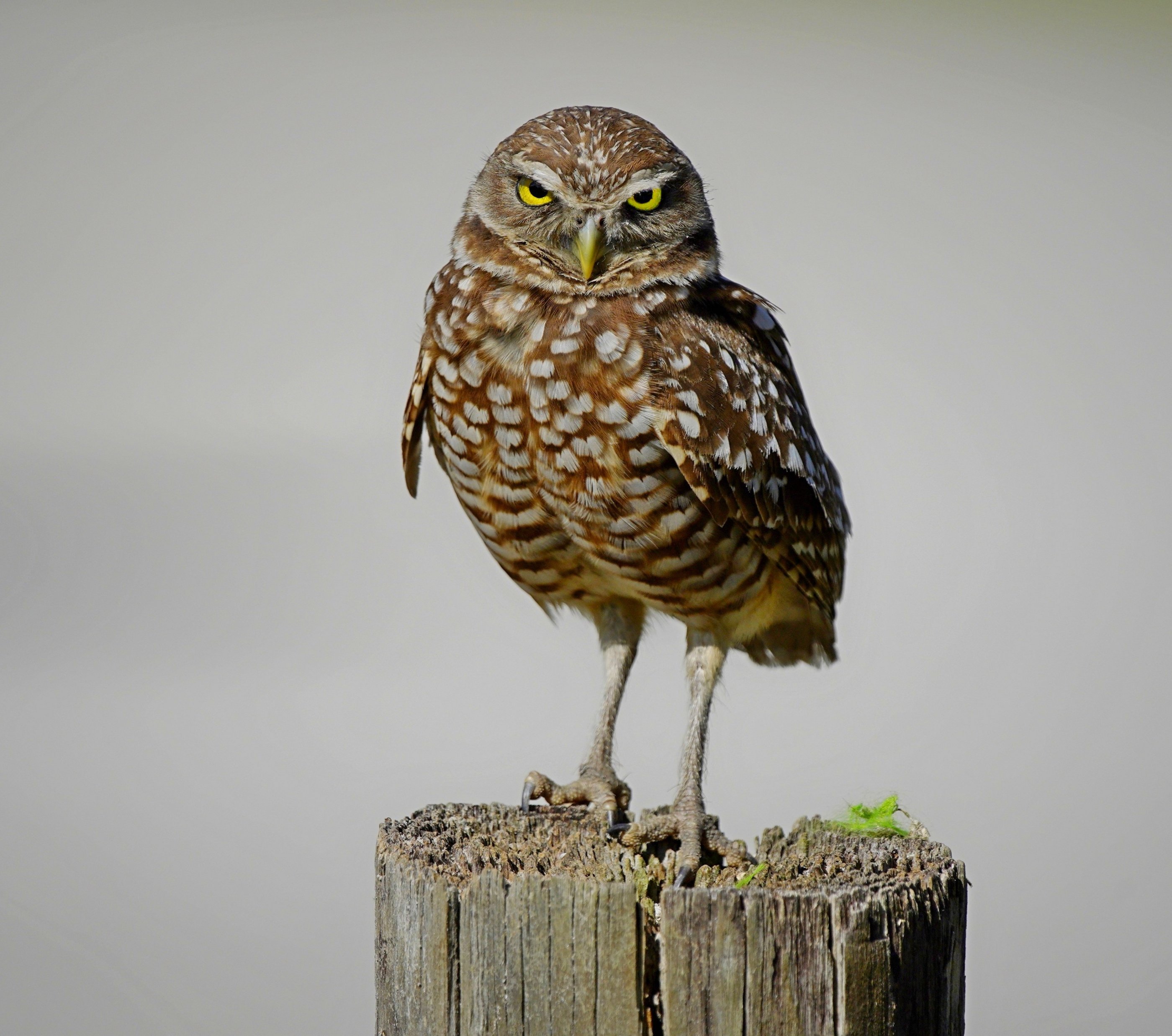 Burrowing Owls 