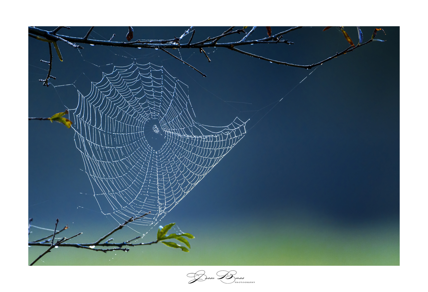 october232020_morningspiderweb1_web_6481.jpg