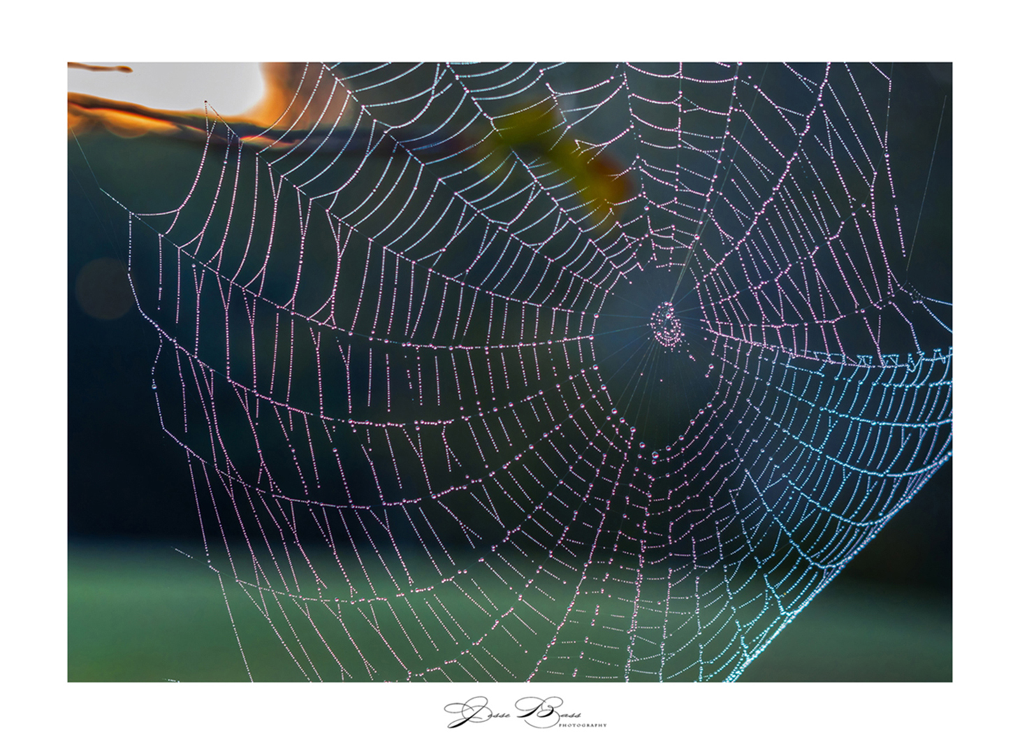 october232020_morningspiderweb2_web_6484.jpg