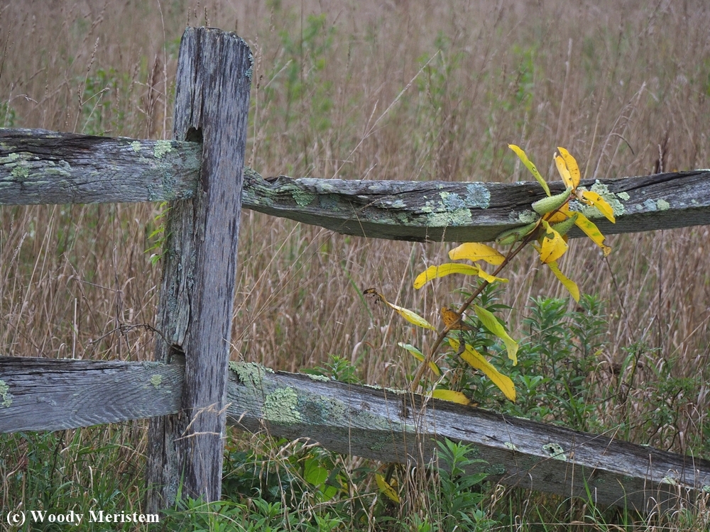 Old Fence - 1.JPG