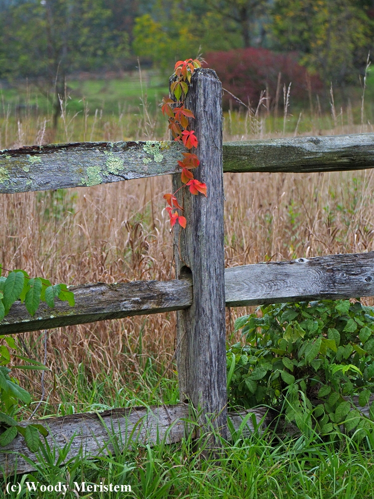 Old Fence - 2.JPG