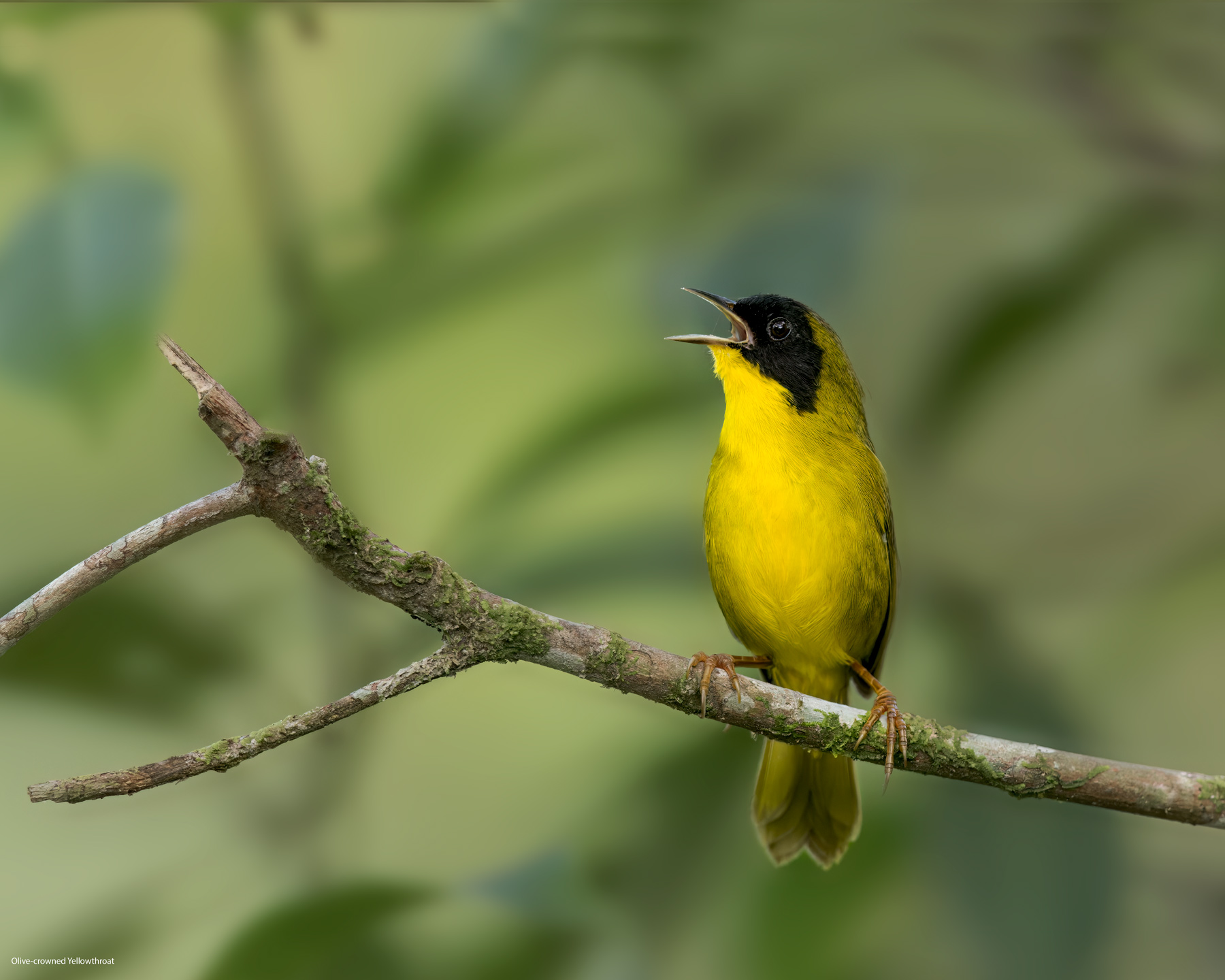 Olive-crowned-Yellowthroat-2.jpg