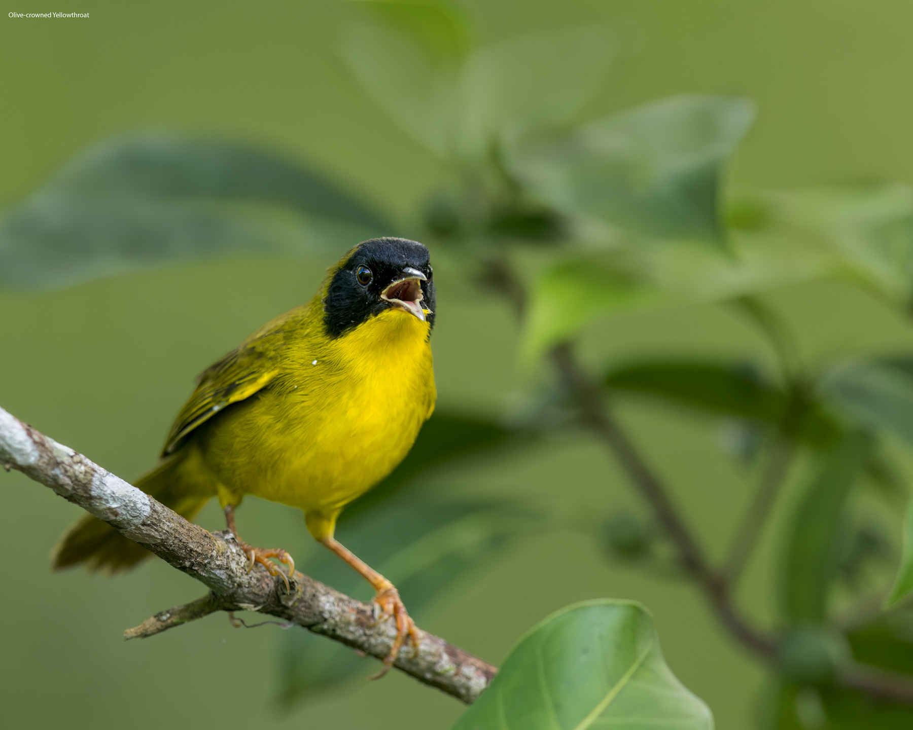 Olive-crowned-Yellowthroat.jpg