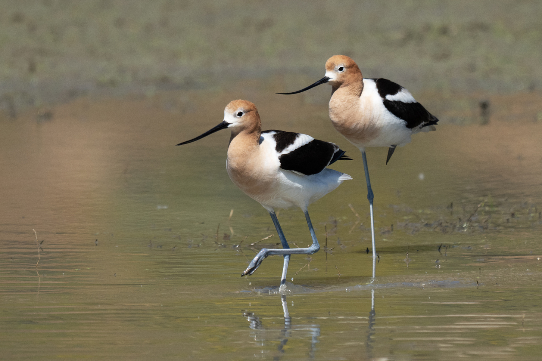 ONE LEGGED AVOCET _DSC2816.jpg