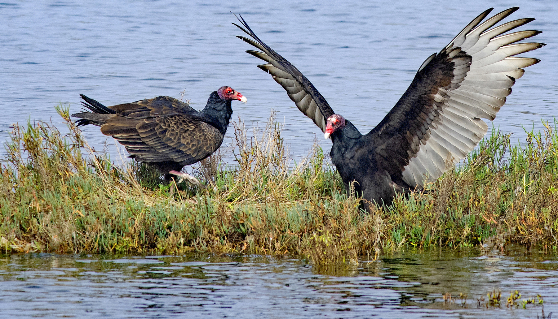 ONE TURKEY VULTURE LANDS_DSC4878.jpg