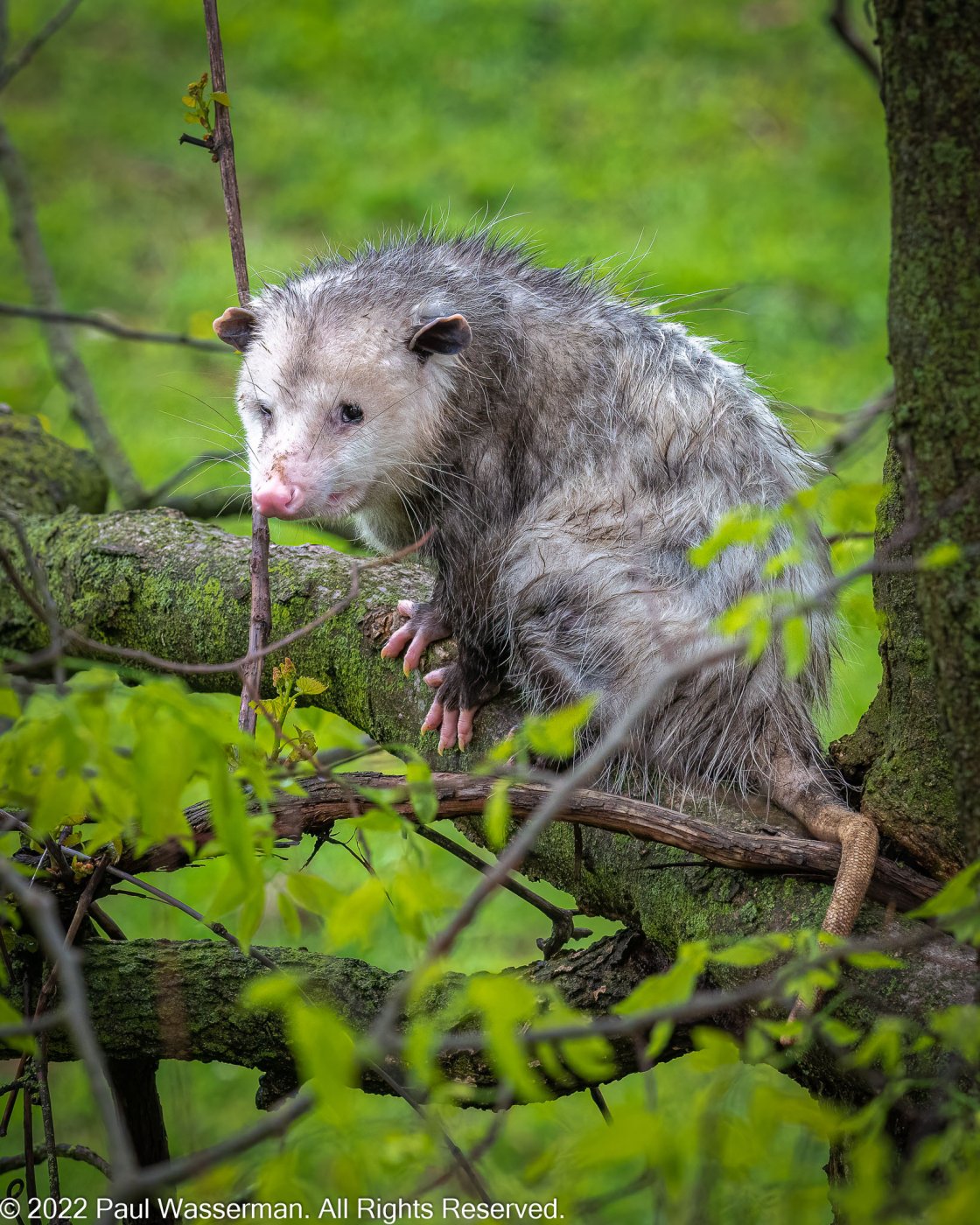 Opossum-0504-IMG_00001.jpg
