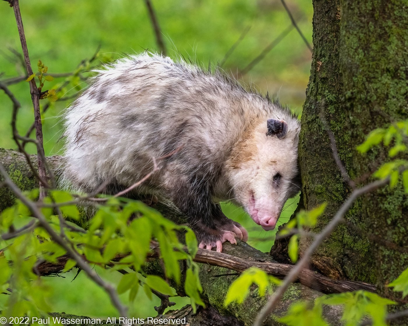 Opossum-0504-IMG_00002.jpg