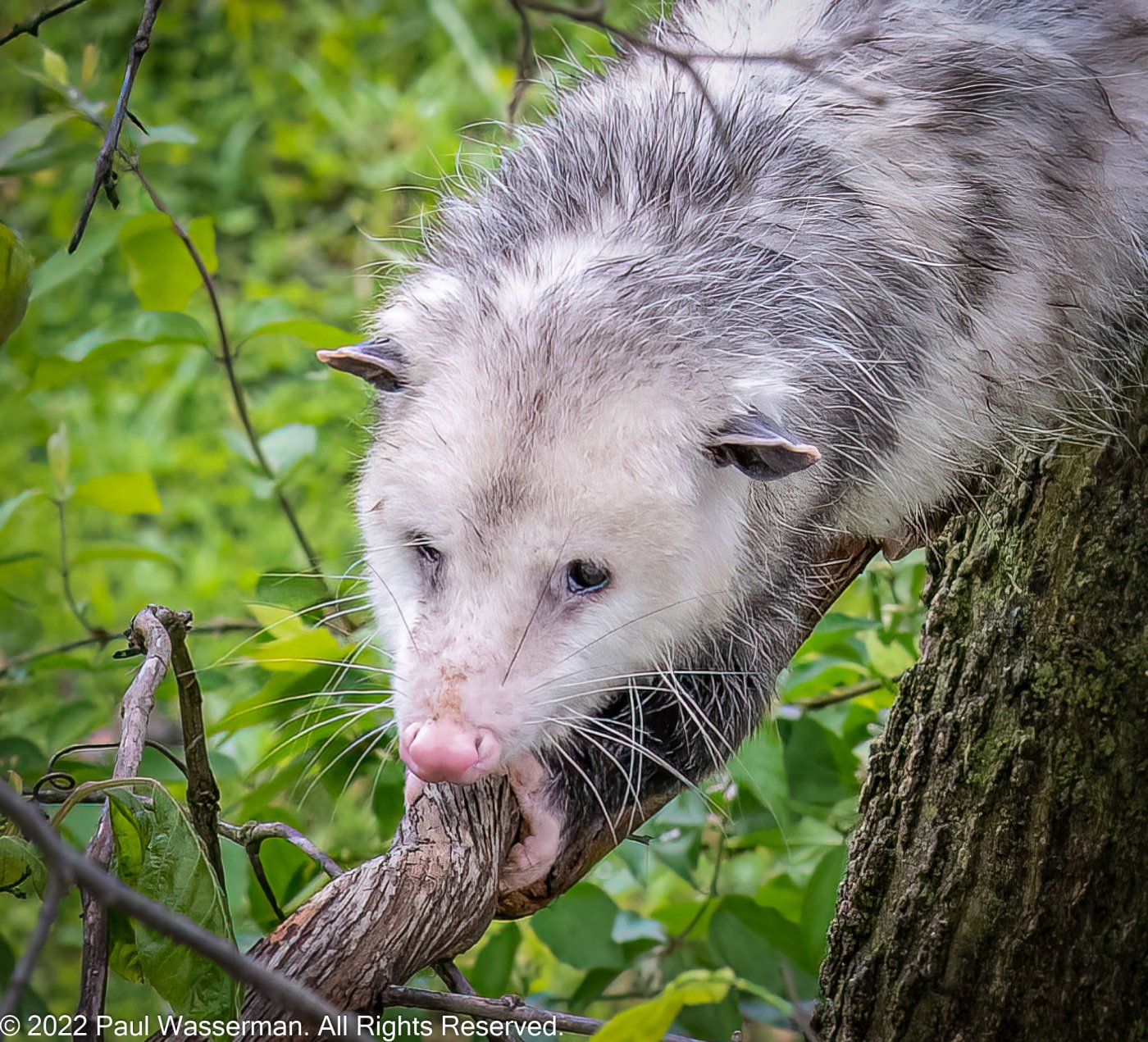 Opossum-0504-IMG_00003.jpg