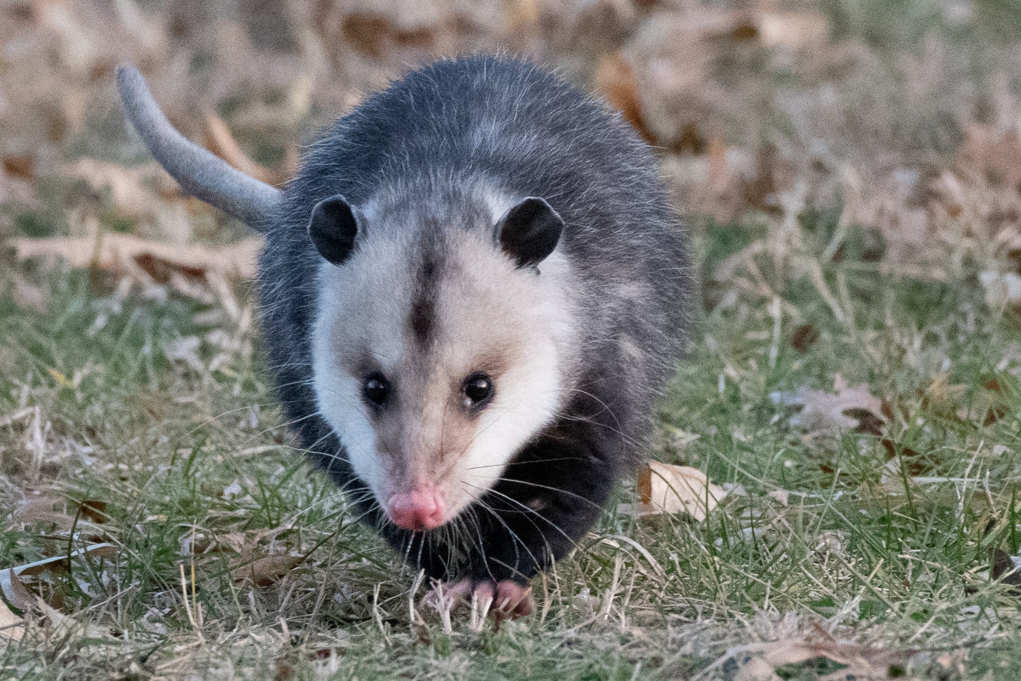 opossum incoming ugly critter.jpg