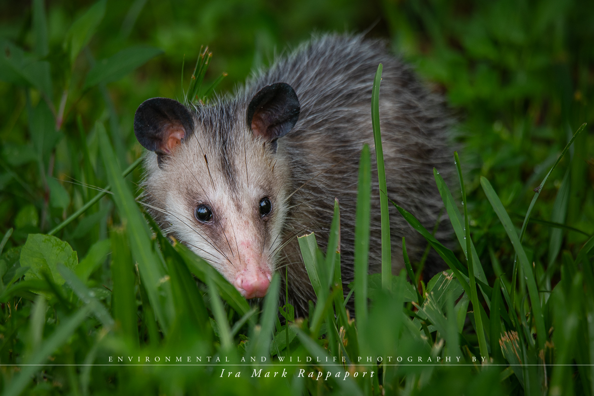 Opossum.jpg