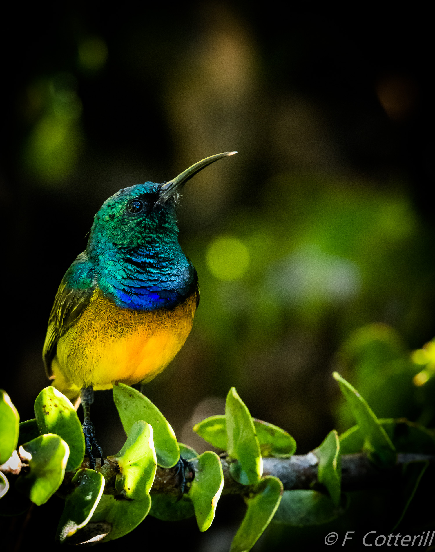 Orange-Breasted Sunbird male chiarosciurio-8179.JPG