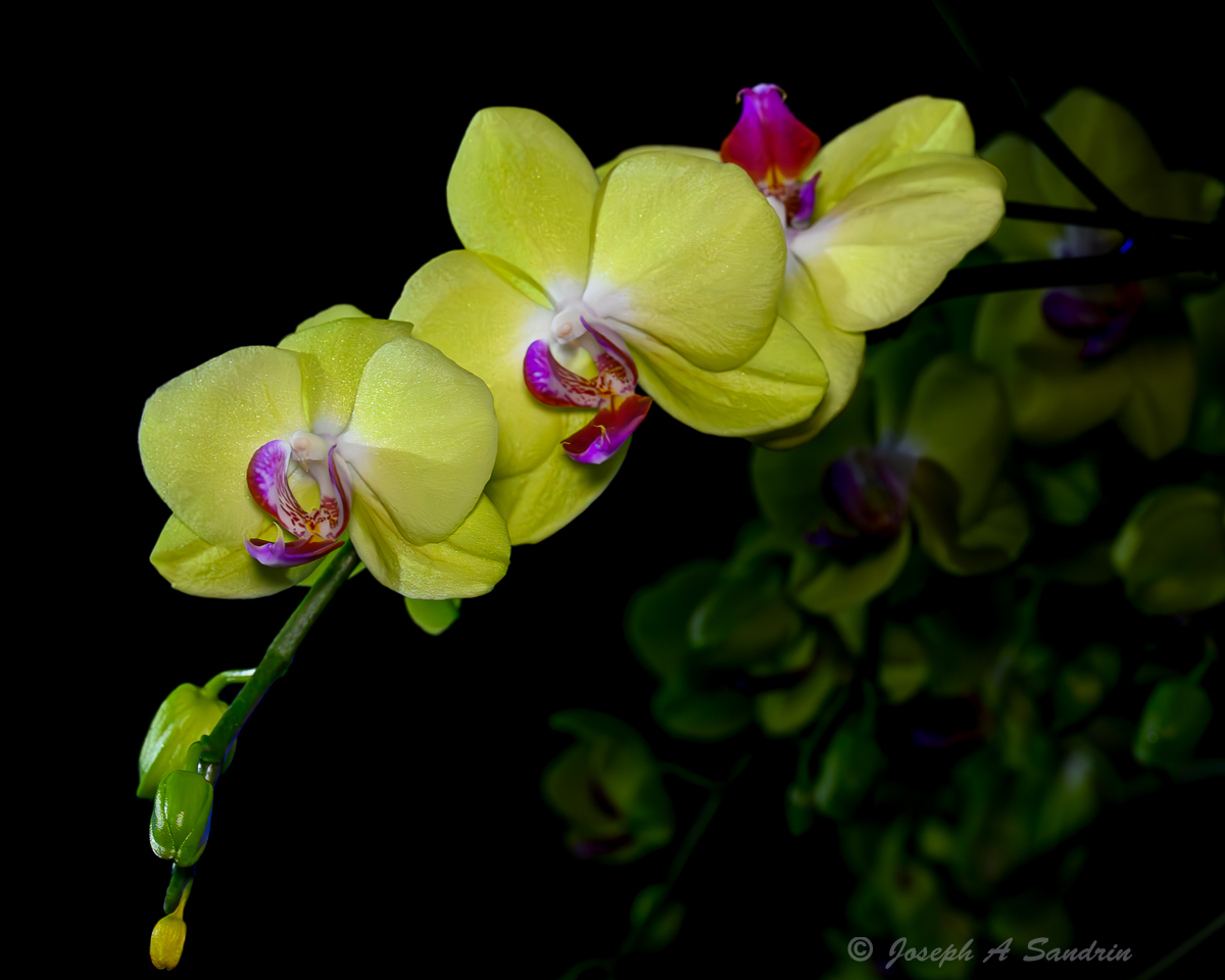 Orchid101.jpg
