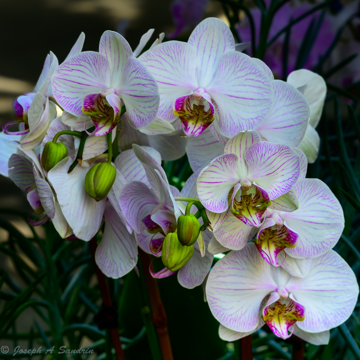 Orchids-3.jpg