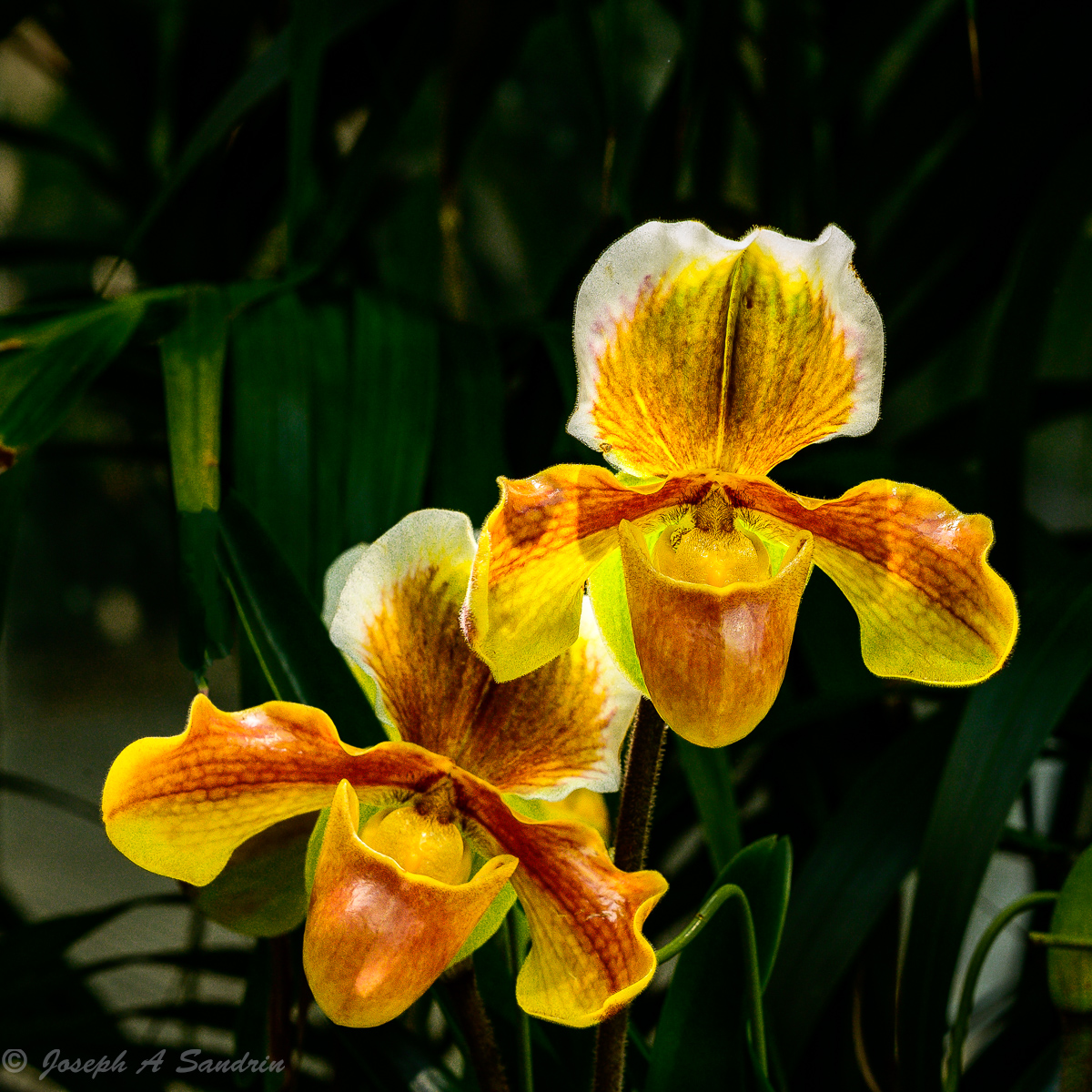 Orchids-4.jpg