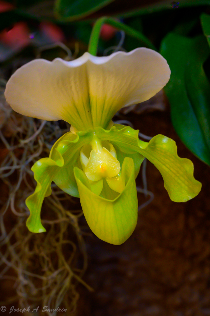 Orchids01.jpg