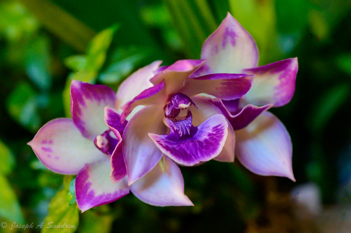 Orchids02.jpg