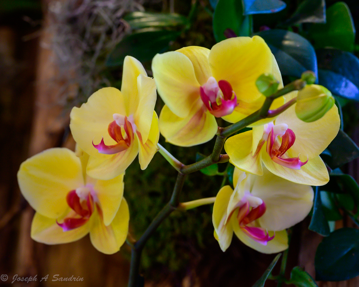 Orchids04.jpg