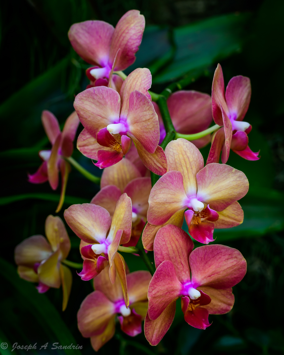 Orchids05.jpg