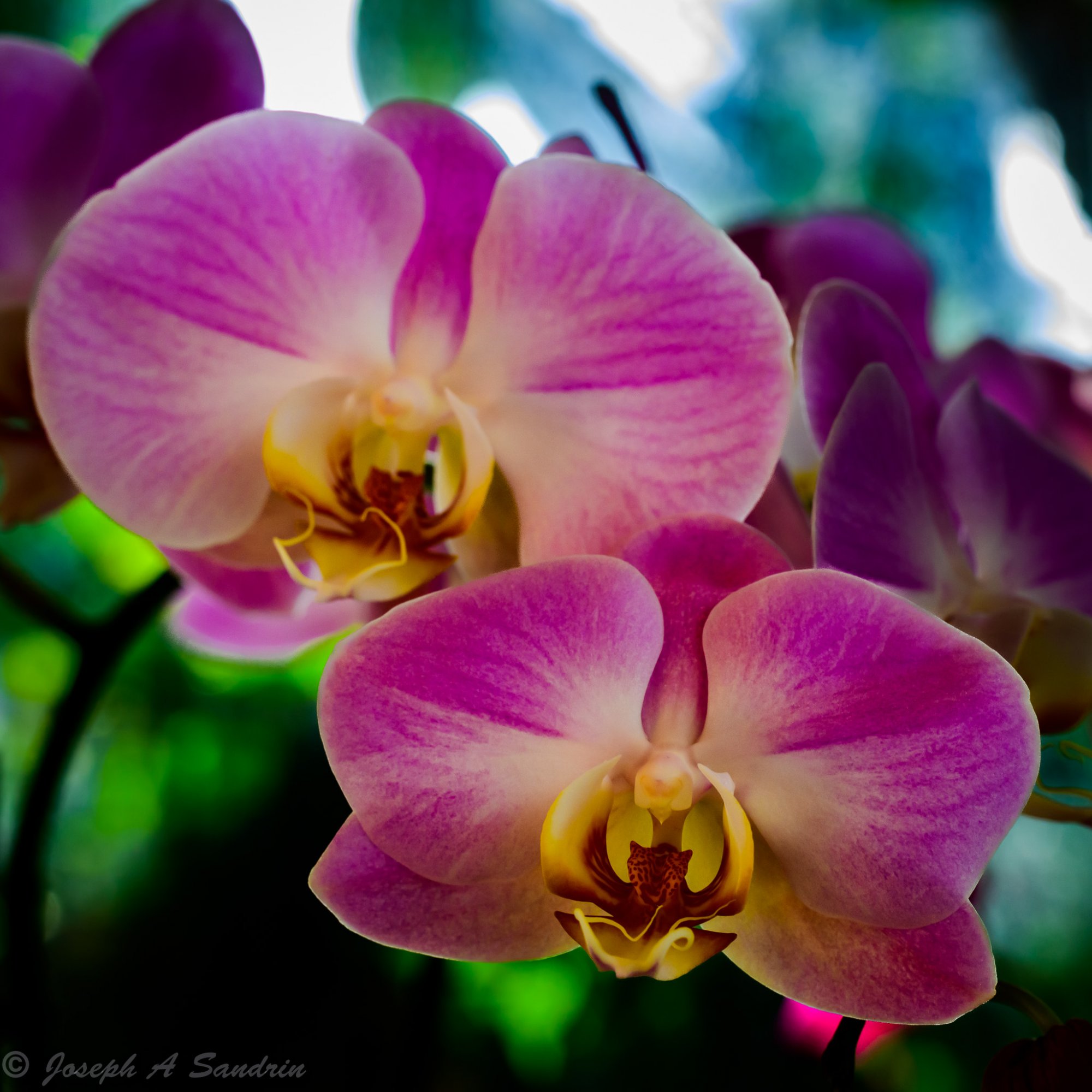 OrchidShow-2.jpg