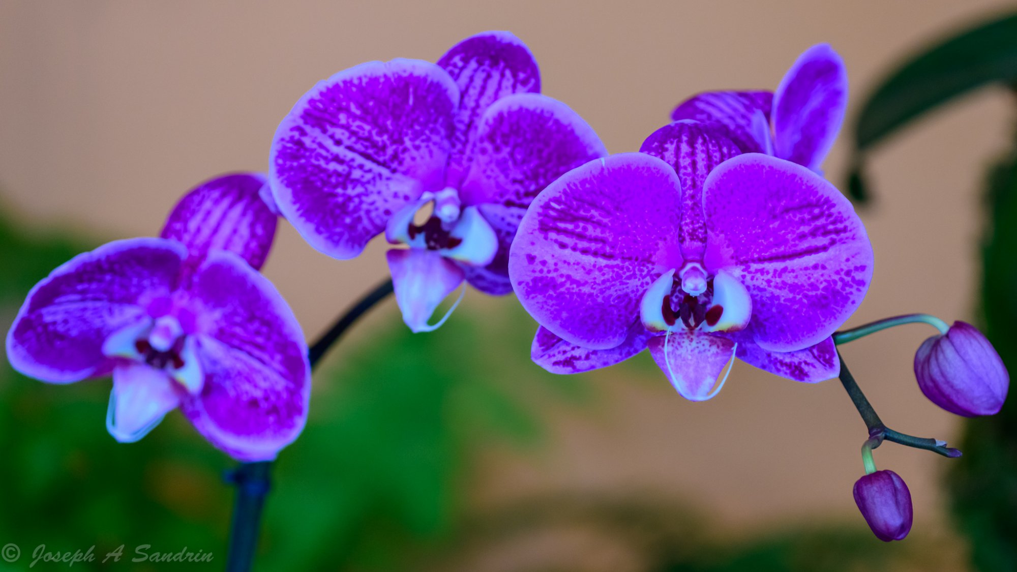 OrchidShow-3.jpg