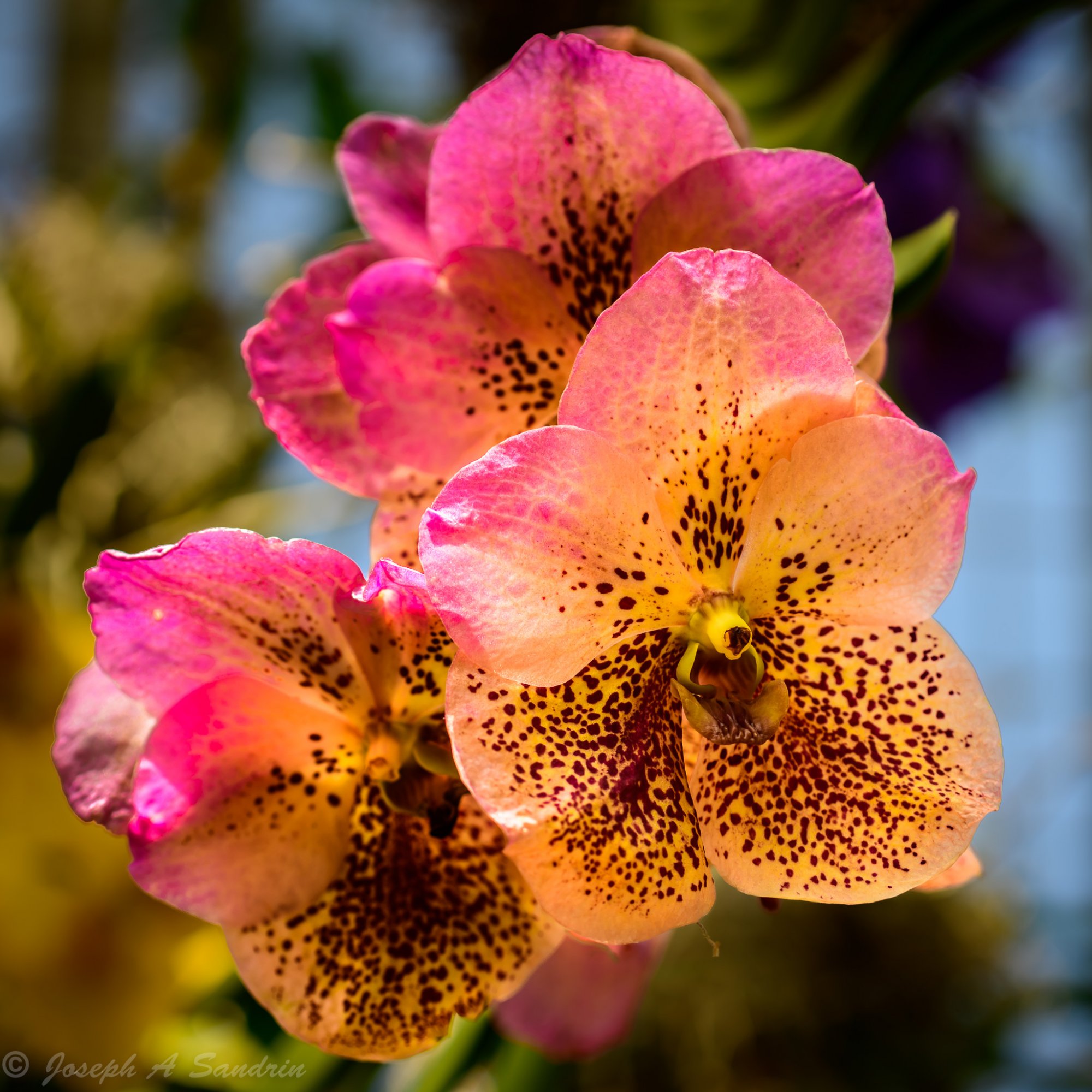 OrchidShow-4.jpg