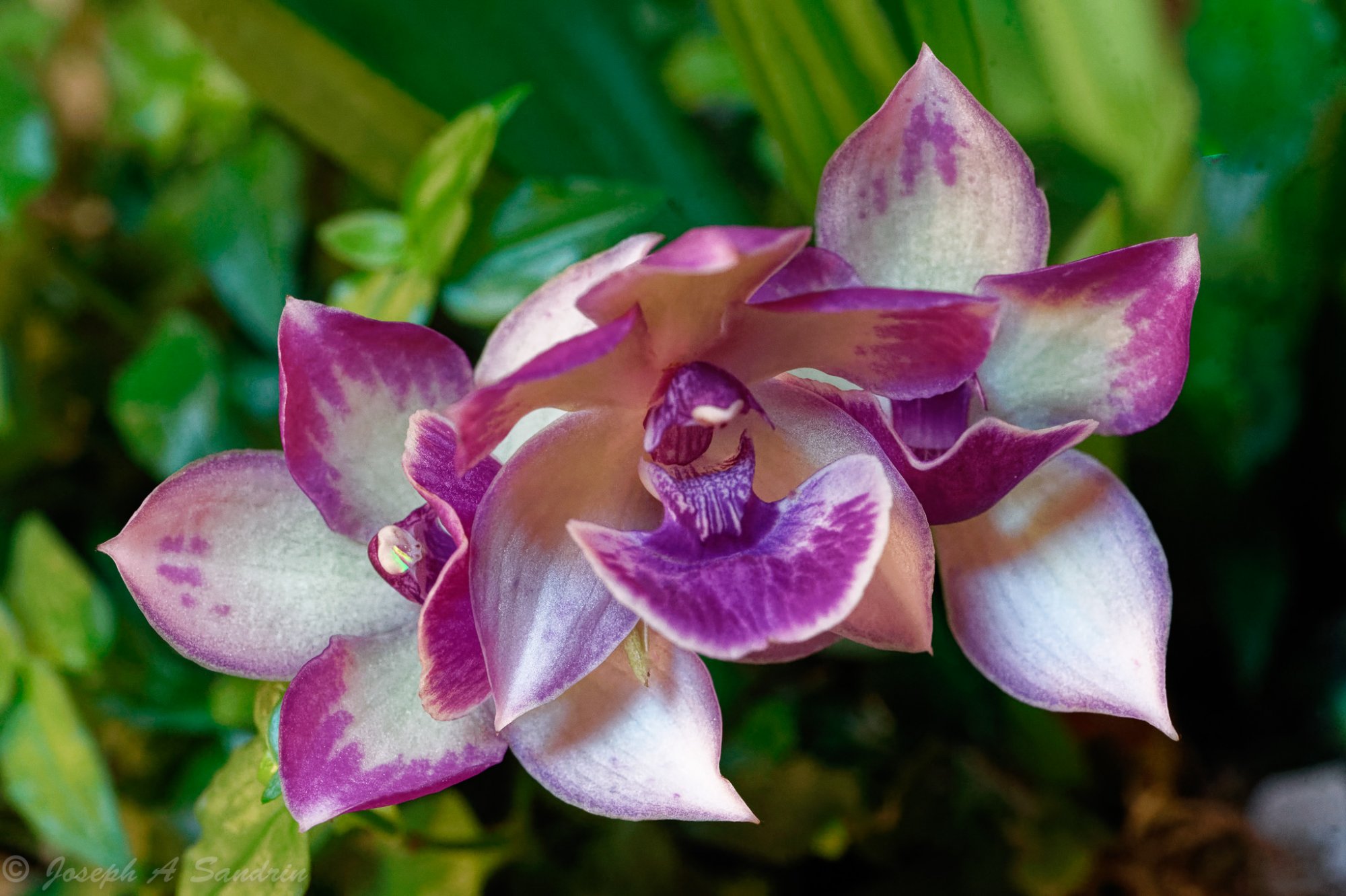 OrchidShow2-2.jpg