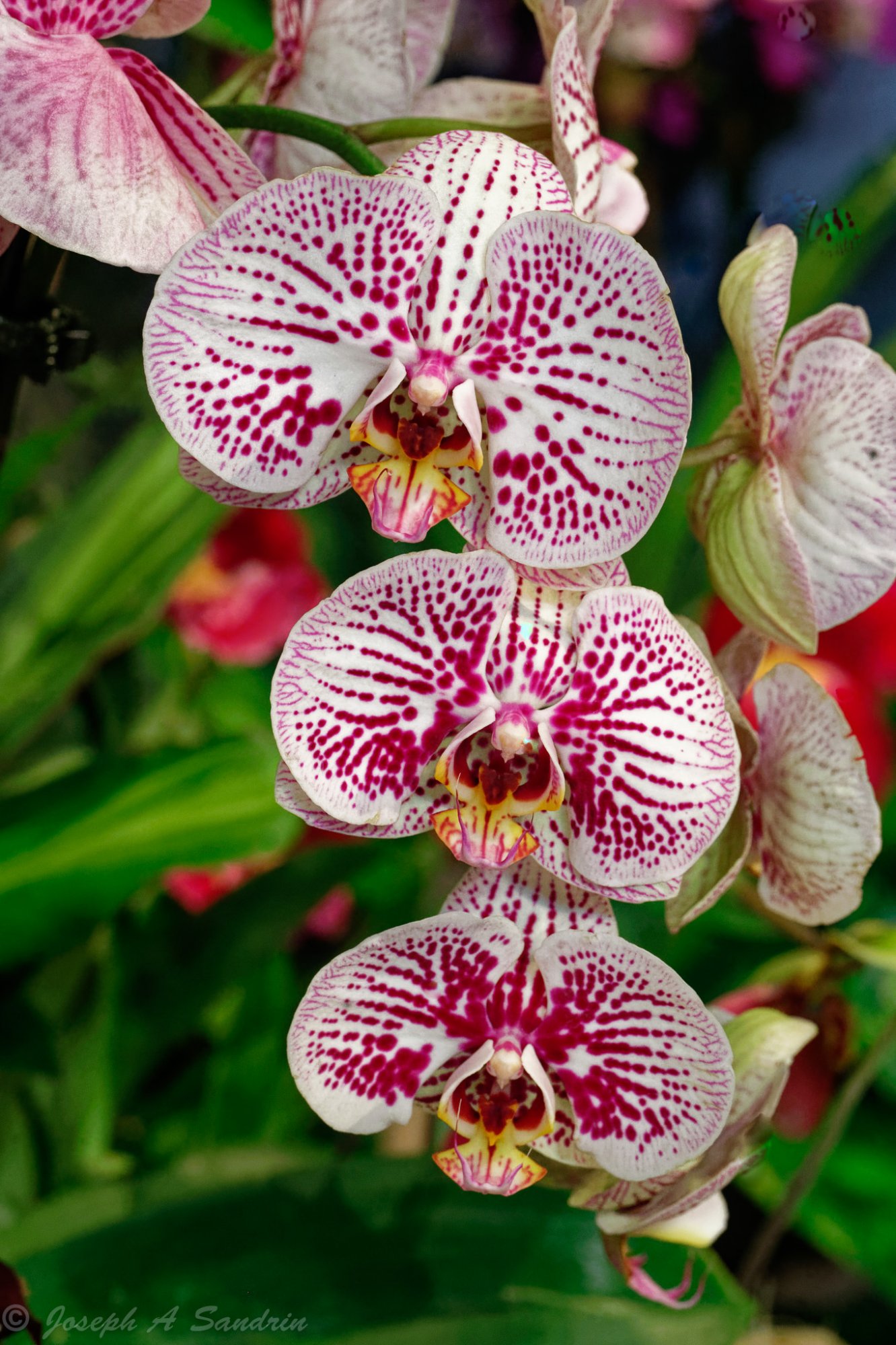 OrchidShow2-3.jpg