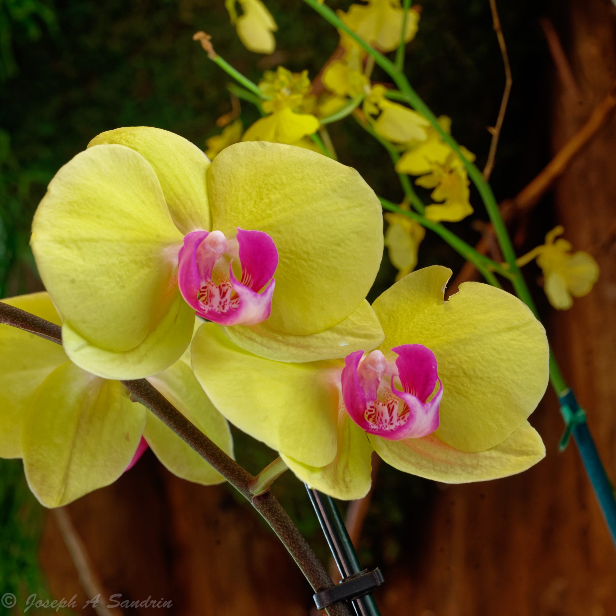 OrchidShow2-5.jpg