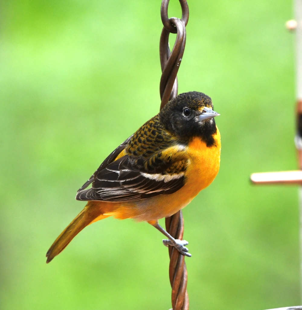 Oriole_resized.jpg