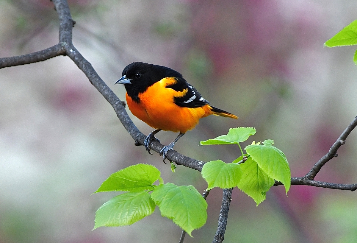 Oriole_resized_male.jpg