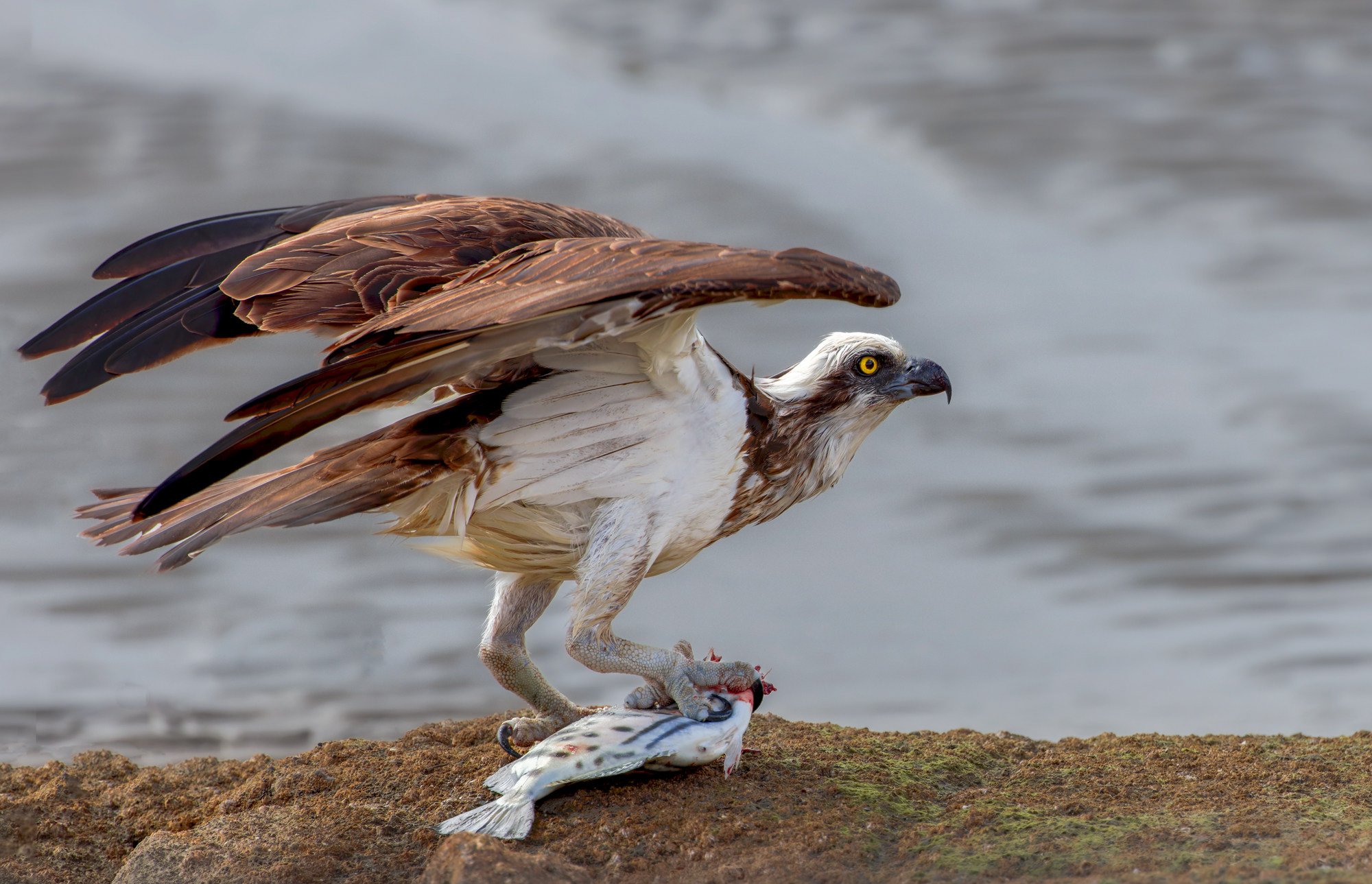 Osprey : Moreton Bay, Queensland