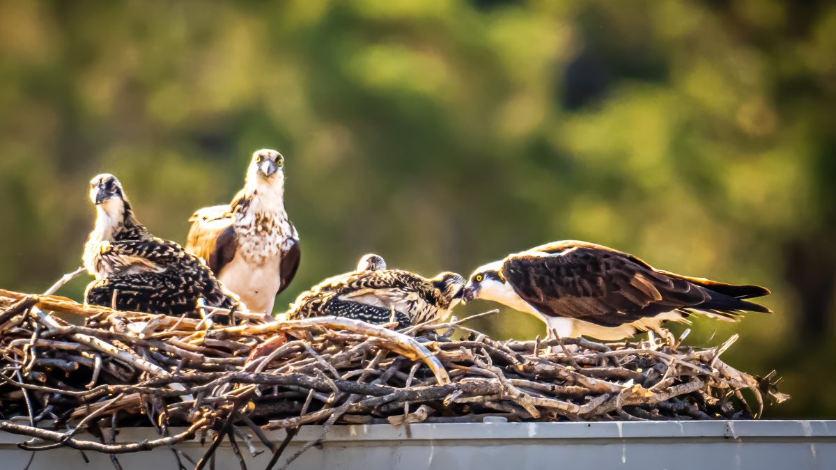 Osprey-230708NIKON Z 914535-Edit.jpg