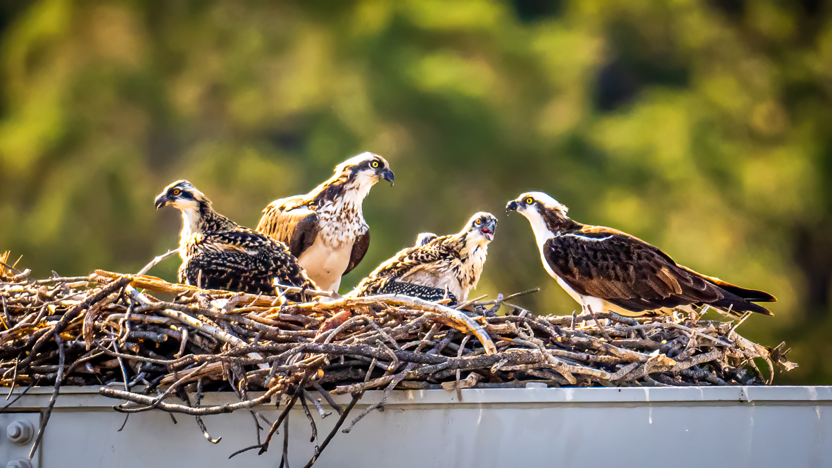 Osprey-230708NIKON Z 914542-Edit.jpg