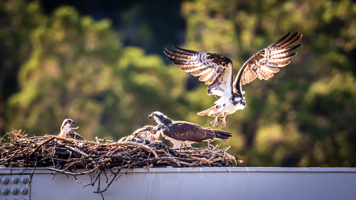 Osprey-230708NIKON Z 914581.jpg