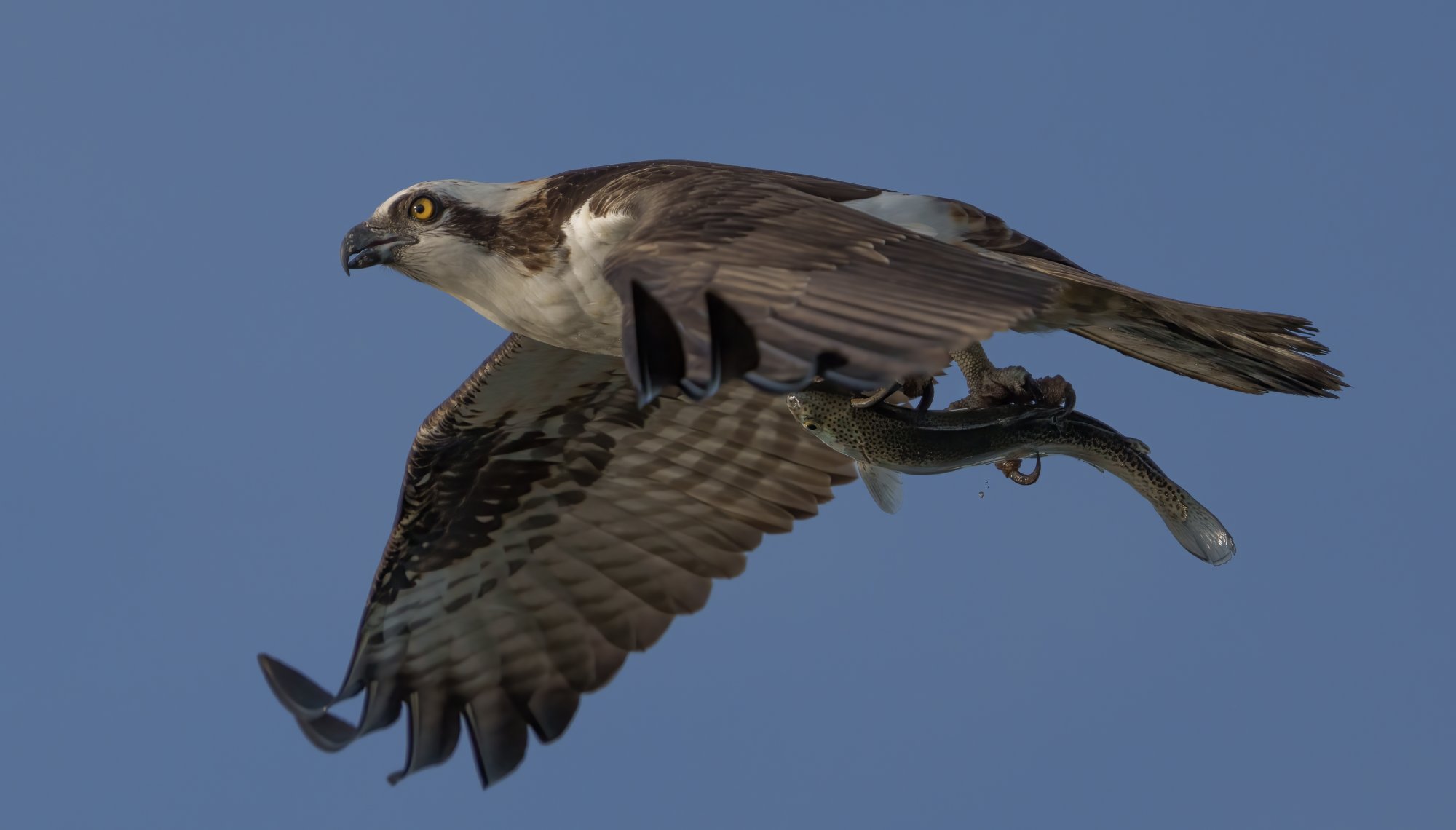 Osprey and trout 042821.jpg