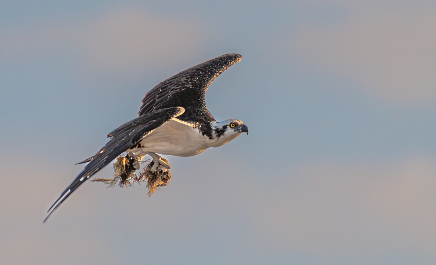 Osprey carrying material for her nest_.jpg