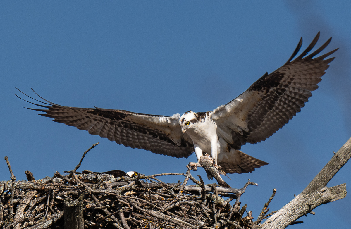 Osprey Dinner.jpg