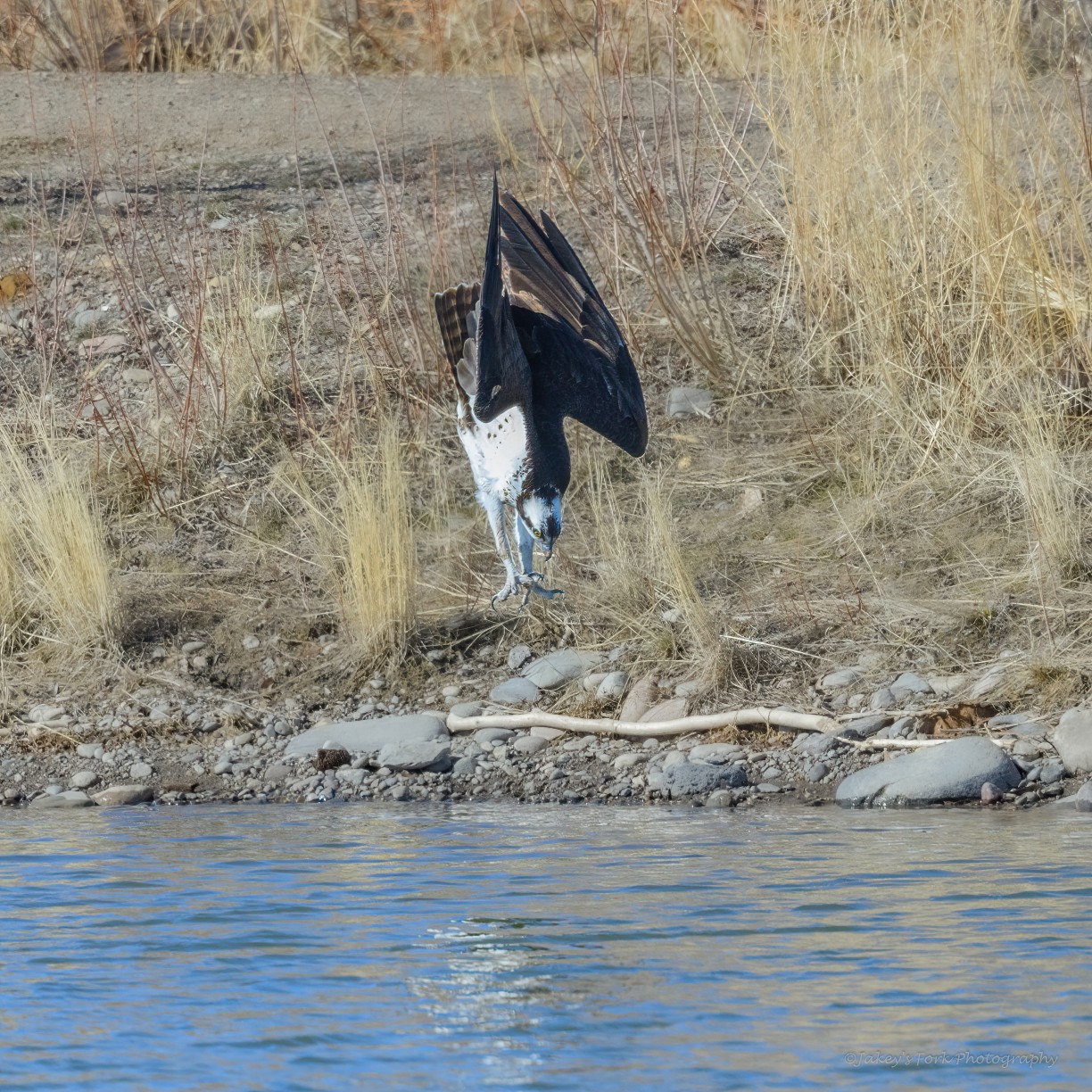 Osprey Dive_copy_1224x1224.jpg